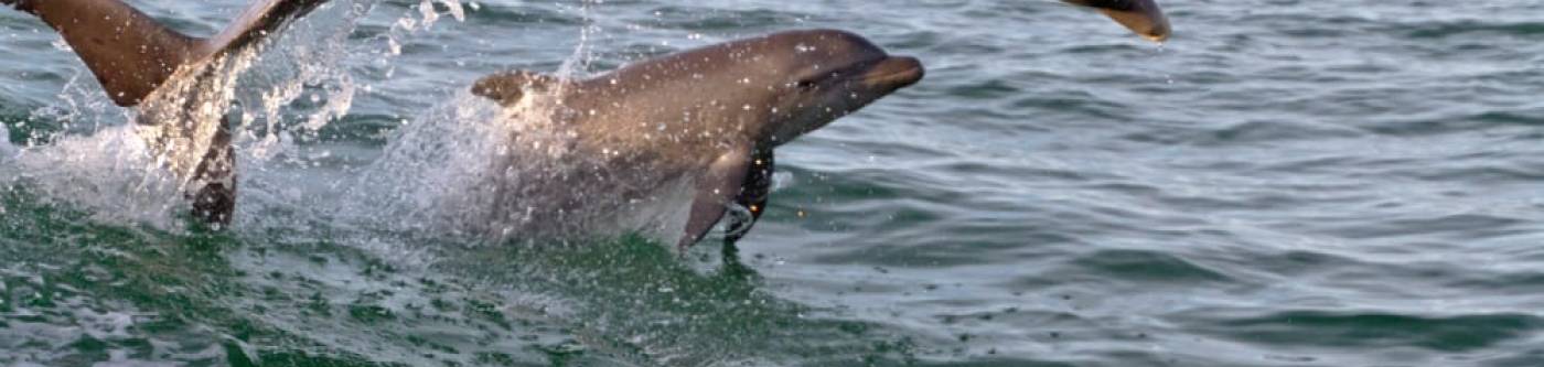 Port Aransas Dolphin Banner